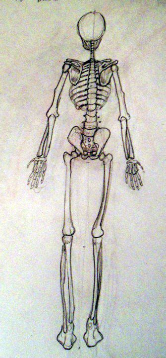 Skeletal System Sketches On Risd Portfolios