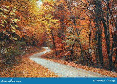 Beautiful Autumn Forest Mountain Path Stock Image Image Of Mountain