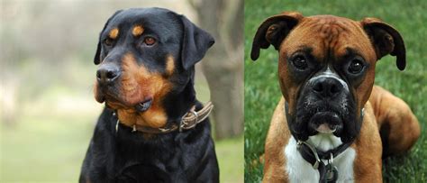 Rottweilers thrive on attention from their owners and need their people to be happy. Boxer vs Rottweiler - Breed Comparison | Petzlover