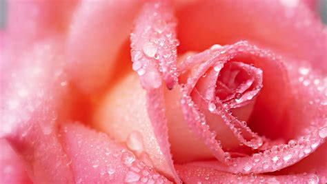 Pink Rose With Water Drops Close Up Stock Footage Video