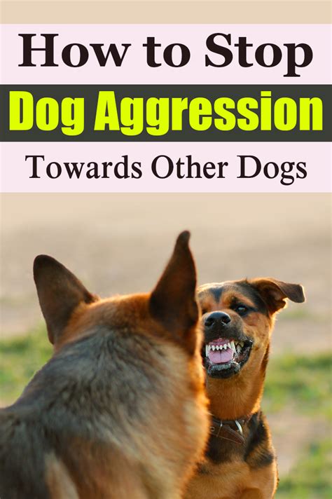 How To Stop Dog Aggression Towards Other Dogs Aggressive Dog Dog