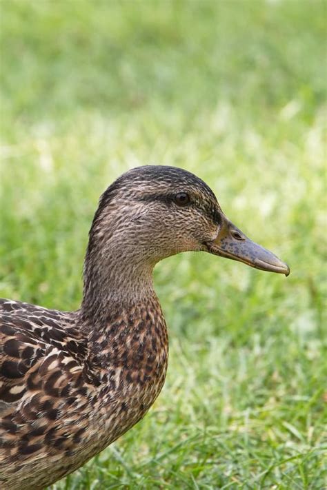 Portrait Of A Female Mallard Duck Stock Image Image Of Female Face