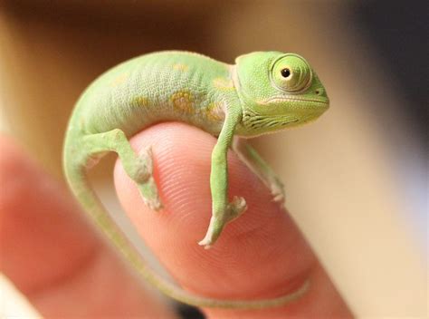 قلعه حیوانات آفتاب پرست گردالی Baby Chameleon Chameleon Pet Cute