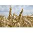 Ripe Wheat Crop  Stock Image F022/0478 Science Photo Library