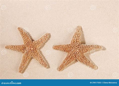 Two Sea Star Starfish On Sand Backdrop Stock Image Image Of Beautiful