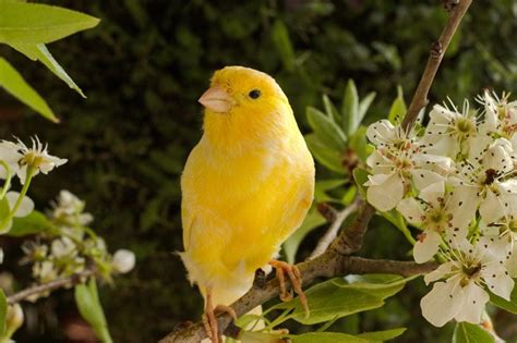 14 Types Of Canary Bird Varieties With Info And Pictures Pet Keen