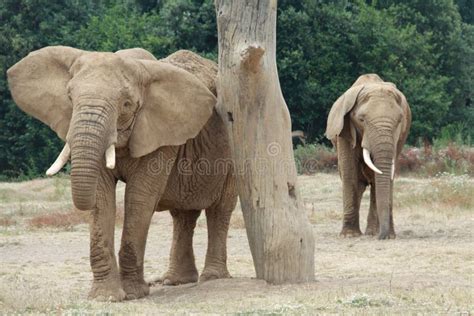 Elephants In A Safari Park Stock Image Image Of African 69924463