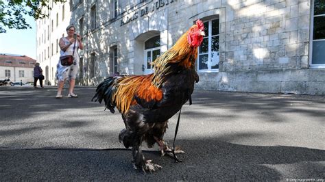 French Rooster In Court For Crowing Too Loudly Dw 07052019