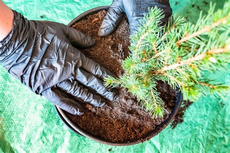 Aprenda a plantar pinheiro e garanta a árvore de natal dos próximos