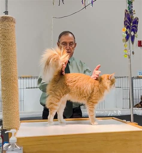 Judge Awards Norwegian Forest Cat The Best Of Its Breed At Cat Show And