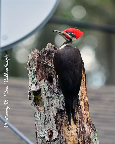 The Pileated Woodpecker Starke Florida Photograph By Larry Van
