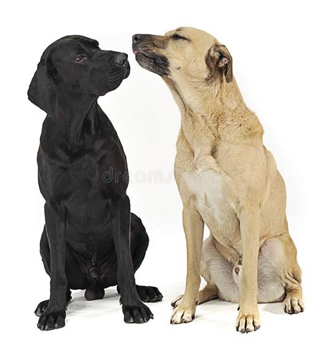 Two Mixed Breed Dog Portrait In A White Backgound Studio Stock Image