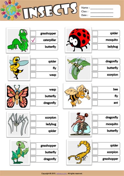 Insects Printable English Esl Vocabulary Worksheets E