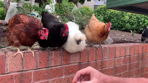 Chickens The Pecking Order Youtube