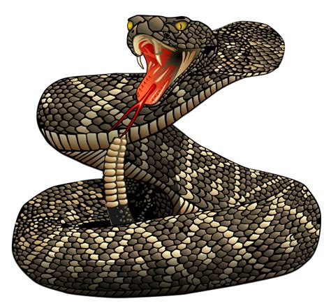 Viper Snake Drawing At Getdrawings Free Download