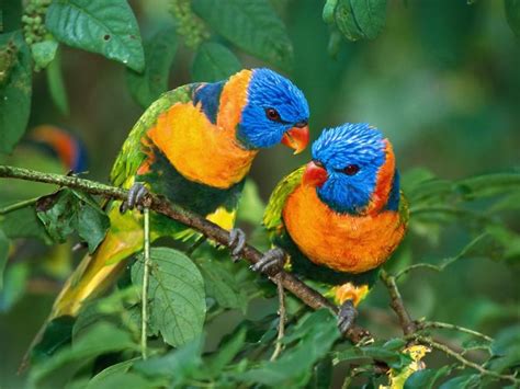 Free Download Exotic Birds Wallpapers Wallpaper Pictures 1600x1200