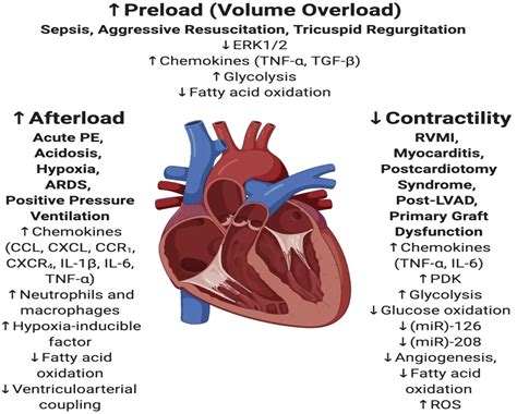 Pathophysiology Of Acute And Chronic Right Heart Failure Cardiology