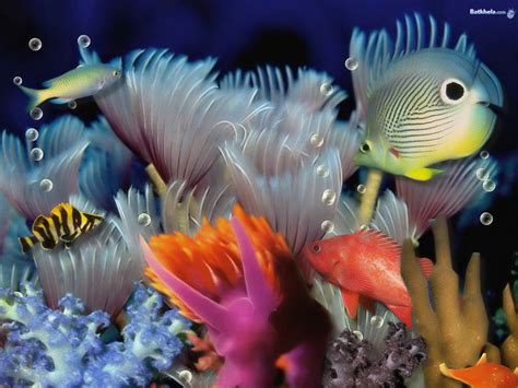 Picturespool Beautiful Fishes Wallpaper Pictures Sea Water Animals