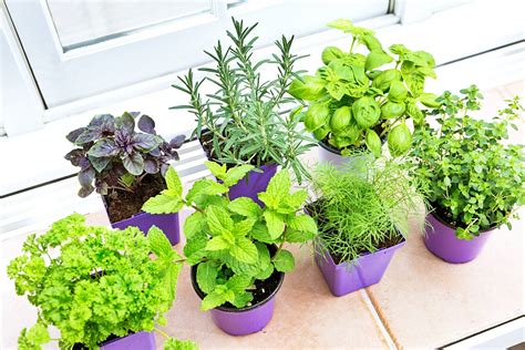Kitchen Herb Garden Collection Varieties With Lots Of Etsy