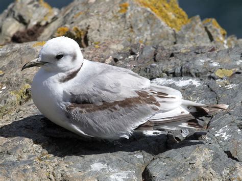 British Seabirds Kittiwake Wildlife Insight