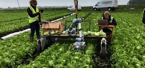 Vegebot Machine Vision Automates Lettuce Harvesting Laser Focus World