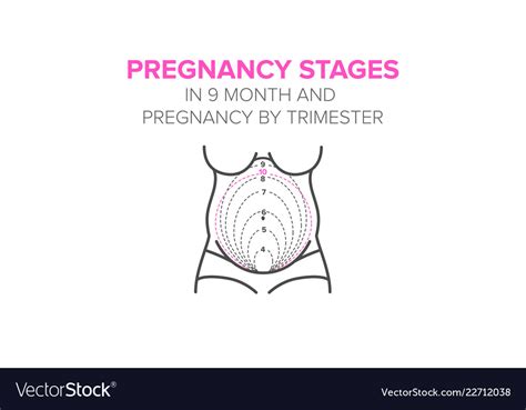 Pregnancy Stages In 9 Month Royalty Free Vector Image