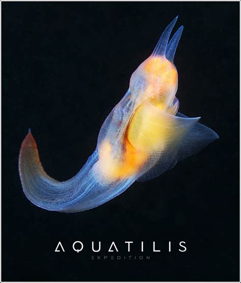 Aquatilis Expedition Book Graphics