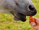 Alimentazione del cavallo: come e cosa può mangiare