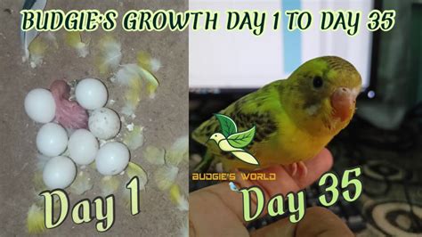 Budgies Growth Day 1 To Day 35 🦜🦜 Youtube