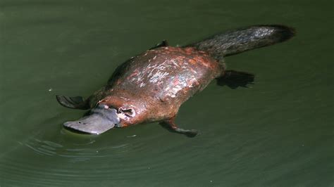 Platypus Wallpapers Animal Hq Platypus Pictures 4k Wallpapers 2019