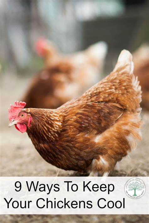 9 Ways To Keep Your Chickens Cool In Hot Weather Chickens Urban