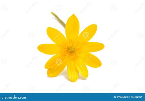 Yellow Spring Flower Isolated Stock Photo Image Of Summer Floral