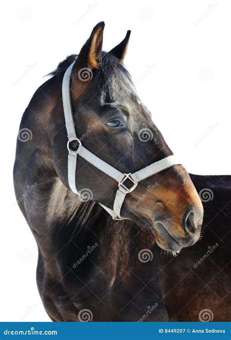 Horse Portrait Stock Image Image Of Brown Head Isolated 8449207
