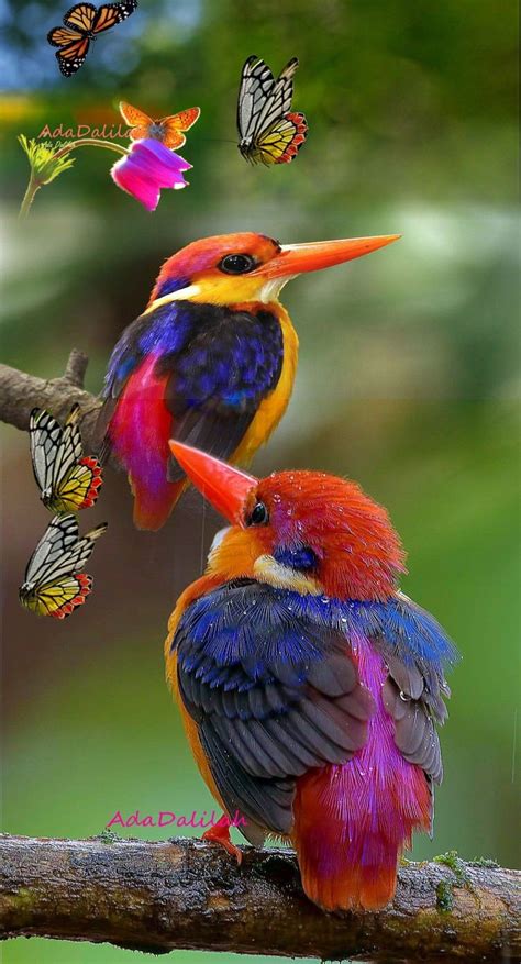 Beautiful Pictures Of Animals And Birds