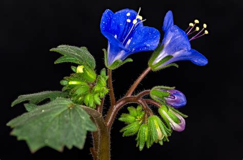 First Time Growing California Bluebell Phacelia Campanularia It Is