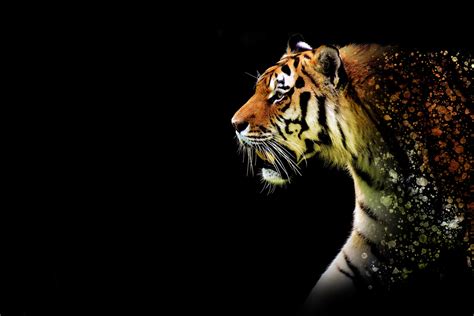 1920x1080 Tiger Abstract 5k Laptop Full Hd 1080p Hd 4k Wallpapers