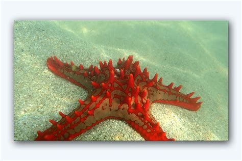 Red Knob Sea Star Protoreaster Linckii Seychelles Isla Flickr