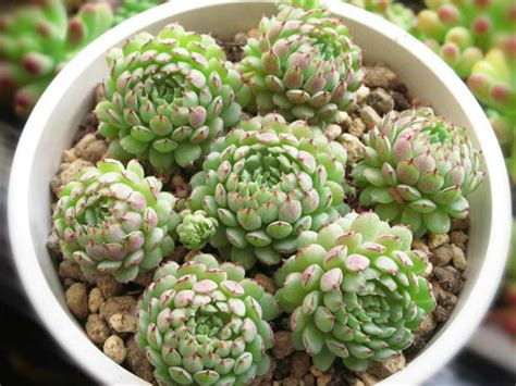 Echeveria Globulosa World Of Succulents