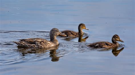 Mallard Ducklings Watched Over By Their Mother Stan Schaap Photography