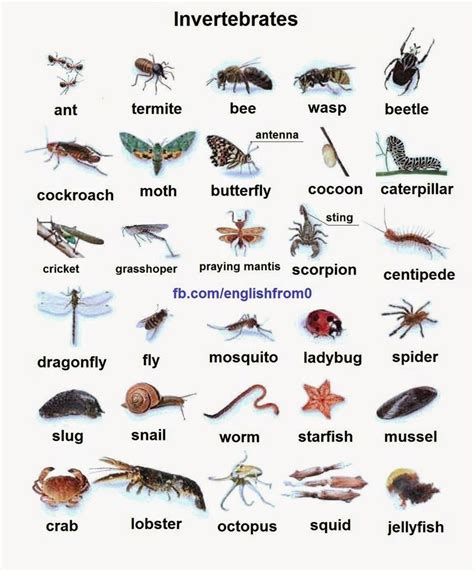 English For Beginners: Invertebrates | English for beginners, English