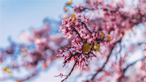 Download Wallpaper 2048x1152 Blossom Pink Flowers Nature Tree Branch