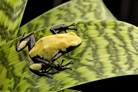 Yellow Poison Dart Frog Brazil Rain Forest Photograph By Dirk Ercken