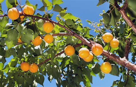 Apricot Page Of Fruit Tree Varieties Anfic