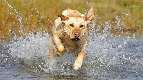 Dog Running Through The Water Hd Dog Wallpaper Animal Nvh