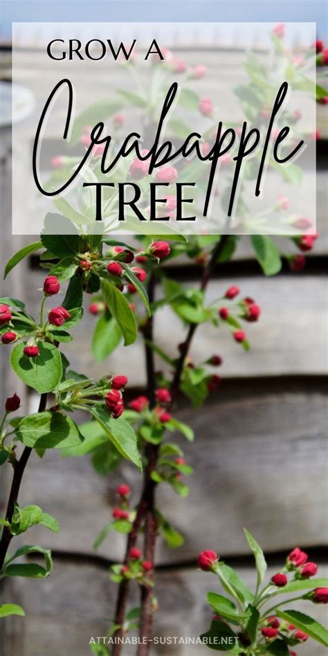 Growing Crabapples For Beauty Fruit And Unexpected Benefits Crab