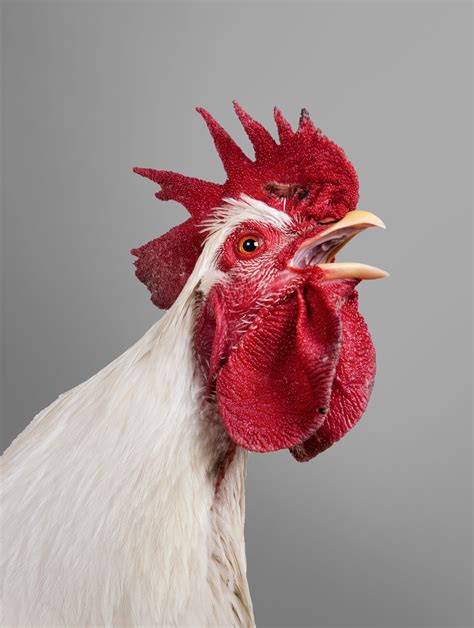 Roosters Tell Time With Help Of Internal Clock Study Suggests Huffpost