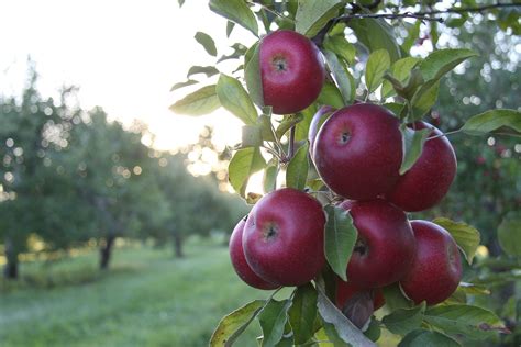 Apple Orchard Wallpapers Wallpaper Cave