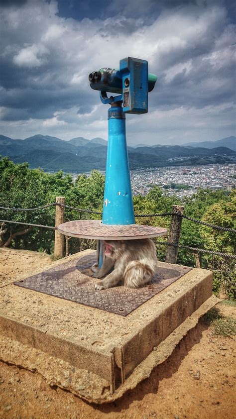 Iwatayama Monkey Park Arashiyama Kyoto Visions Of Travel