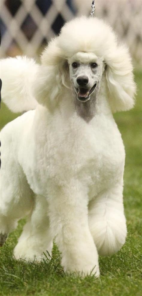 Beautiful Poodles And Sweet On Pinterest