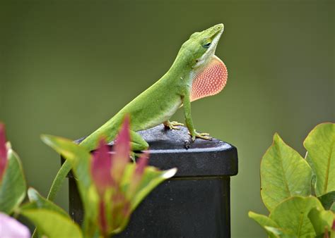 Lizard Showing Off Little Green Anole Anolis Carolinensis Flickr
